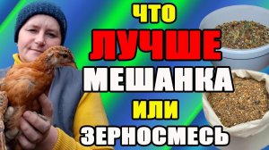 Что лучше ЗЕРНОСМЕСЬ или МЕШАНКА ? Что давать цыплятам, а что - курам.