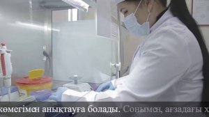 Методика выполнения ПЦР детекции