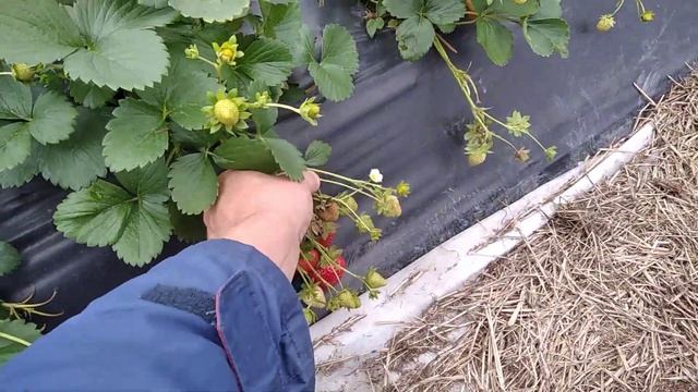 Теплица, фитофторозная кожистая гниль на клубнике и серая гниль! смотреть онлайн