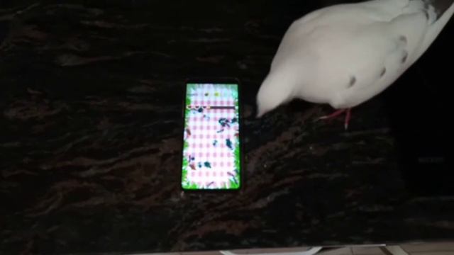 Голубка Федя любит играть смотреть онлайн