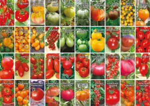 Обзор семян томатов. 100% проверенные сорта, характеристики, рекомендации. Часть 2