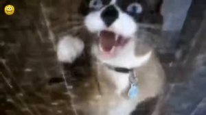 Мяуканье кошек! мяу мяу кошки