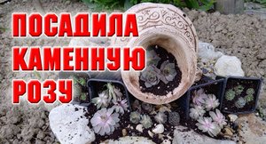 Высаживаю каменную розу на новой клумбе.mp4