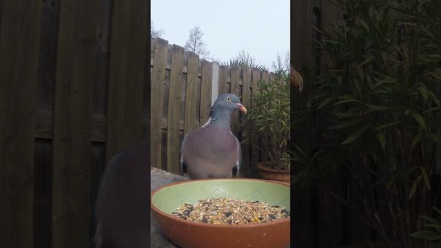 ГДЕ ЭТА БЕШЕНАЯ ГОРЛИЦА?? #птицы #голубь #вяхирь #кормушка #наблюдение смотреть онлайн