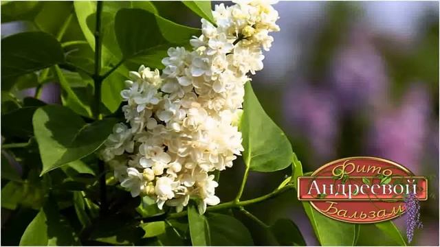 Медвежье сало. смотреть онлайн