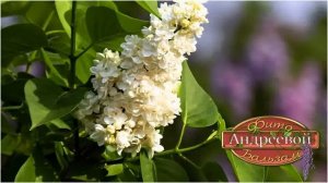 Медвежье сало.