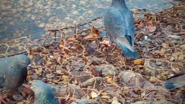 Кормление уток и голубей смотреть онлайн