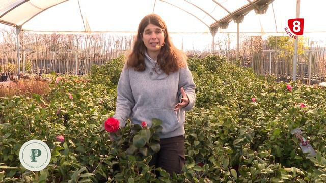 Las Camelias, características y cuidados смотреть онлайн