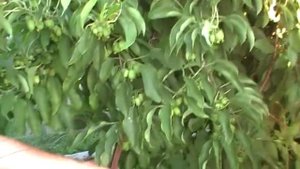 Сенсация - опыление гиббереллином актинидии