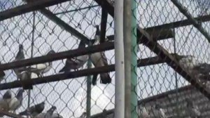 Будапештские высоколетные голуби 8