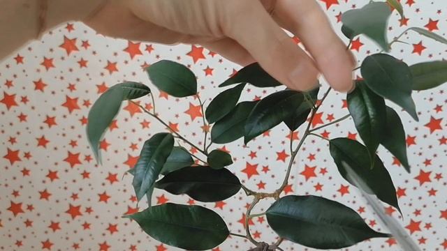 формирование ствола фикуса восьмерками что-то пошло не так смотреть онлайн