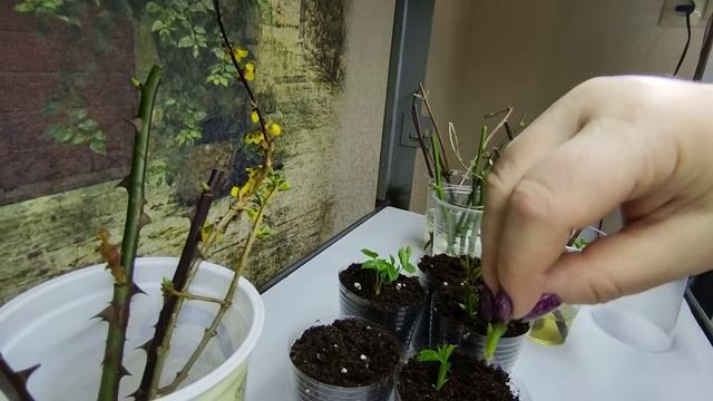 Укоренение роз почкой ????