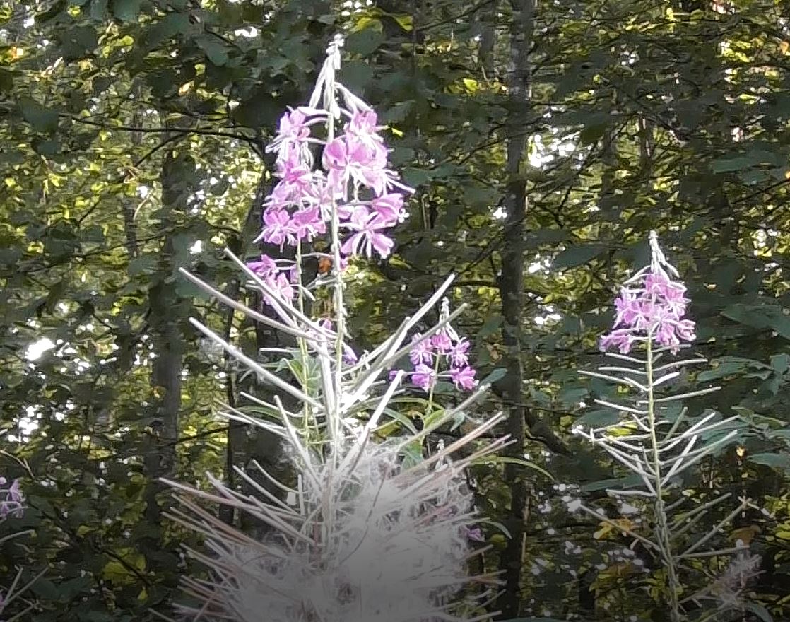 Лекарственные растения, Иван чай Узколистный, Chamaenerion angustifolium, 06.08.2022, Вяжищи