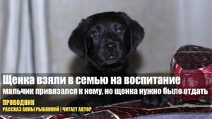 Щенка взяли в семью на воспитание. Мальчик очень к нему привязался, но щенка нужно было отдать