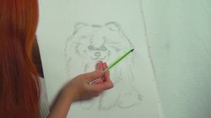 Рисуем шпица / draw Pomeranian