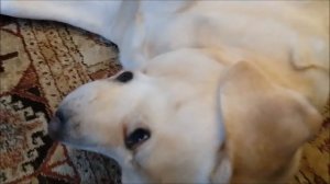 У Мисси началась "гулянка"