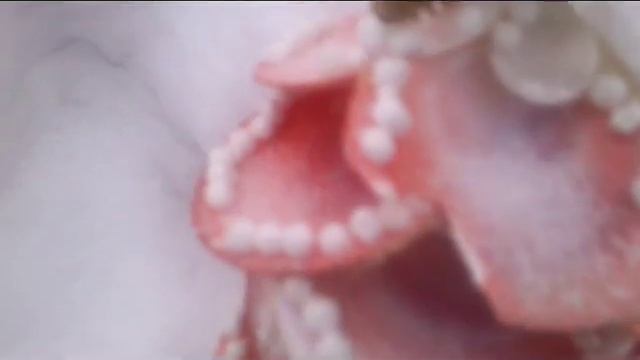 морская елка смотреть онлайн