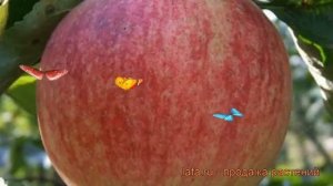 Яблоня обыкновенная Коричное полосатое ? обзор: как сажать, саженцы яблони Коричное полосатое