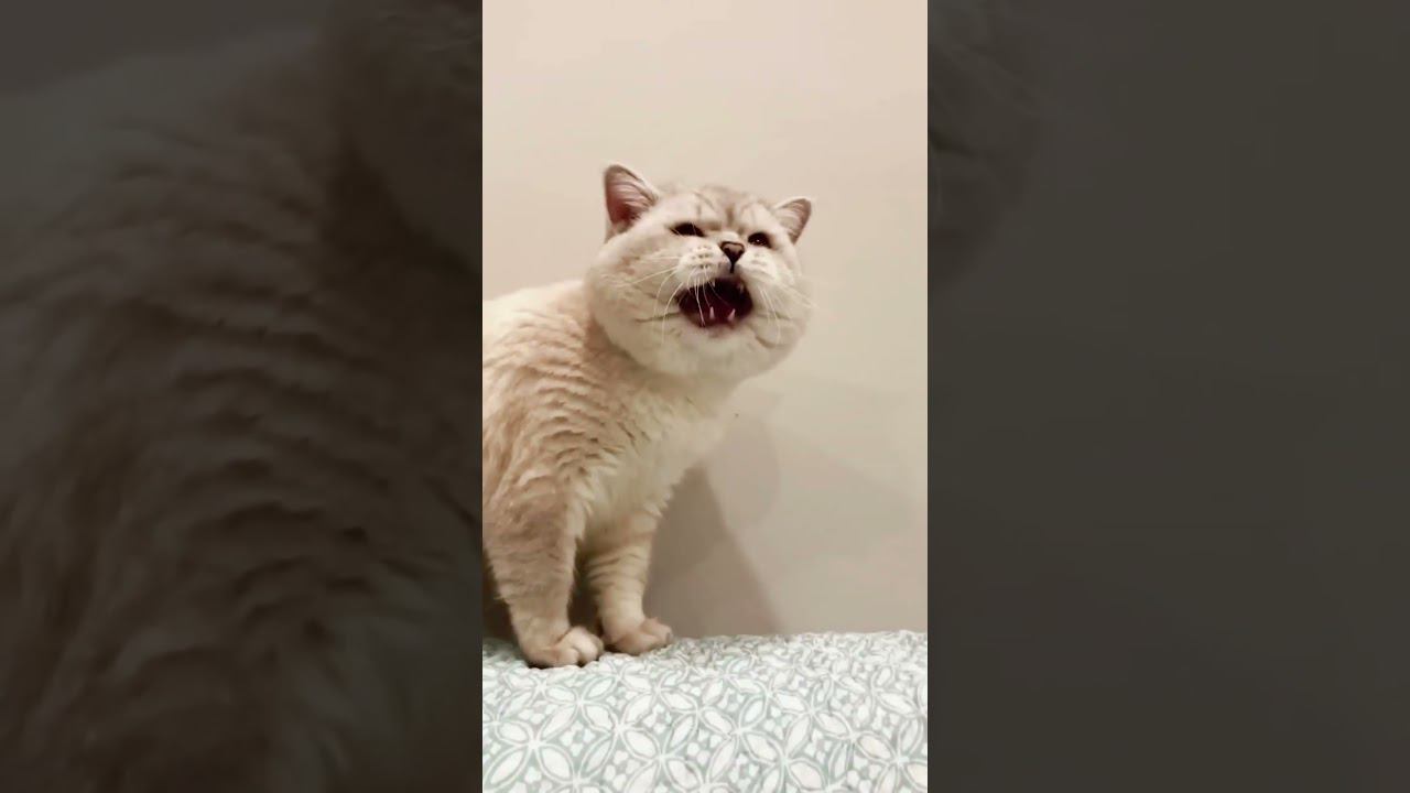 Самое смешное видео с котами №9 #кот #cat #приколы #shorts