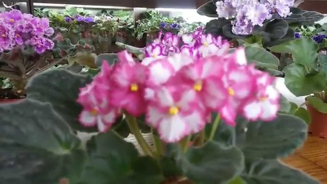 Фиалки и самые интересные сорта