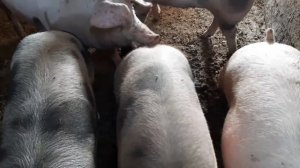 ОТКОРМОЧНЫЕ и РЕМОНТНЫЕ свиньи: в чем РАЗНИЦА?