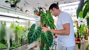 Филоде́ндрон борода́вчатый/ Philodéndron verrucosum/ 6 лет вместе