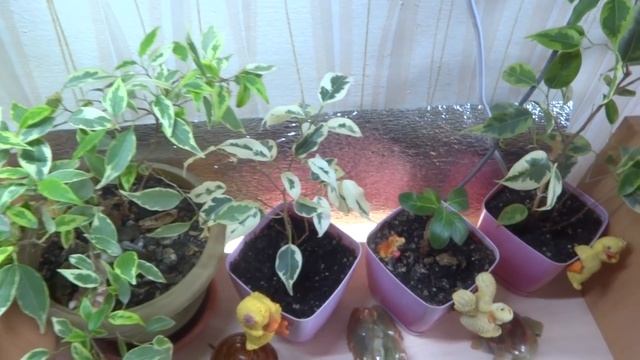 Комнатные цветы/растения. Обзор моего комнатного садика. Спальня 1 ч. смотреть онлайн