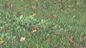 Group Of Birds With Red Cardinal