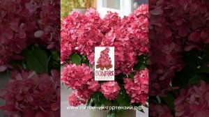 два самых эксклюзивных сорта гортензий метельчатых на 2023 год Bonfire и Pixio. ☎️8-926-645-46-99