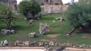 Kangaroos In The Outback At ZSL London Zoo 2015 , Regent's Park, Camden Town, London