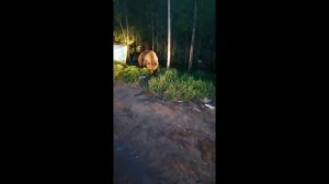 В Ноябрьске медведь чуть не напал на людей