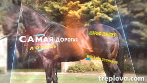 Всё что нужно знать про лошадей. Самые самые лошади в мире