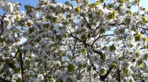 Траншея для инжира. Парники.