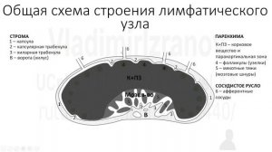 Клиническая анатомия лимфатических узлов. Общая схема строения лимфатических  узлов