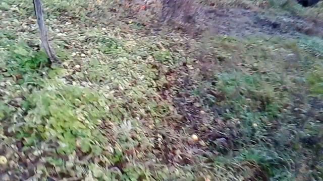 2014.11.23 Дача еще выбираем. смотреть онлайн