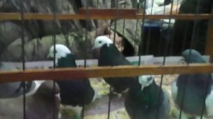 наш птичий рынок в москве