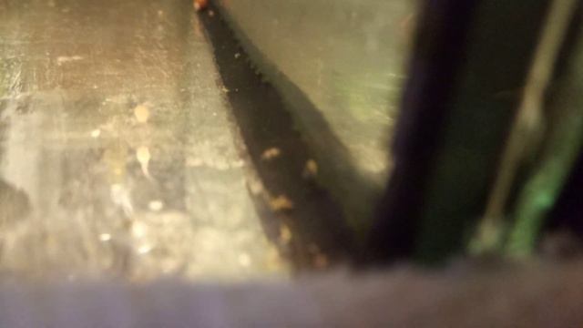 Пецилия Рижская в отсаднике. Появились первые мальки. смотреть онлайн