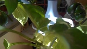 Ох, пересадка. ч. 3