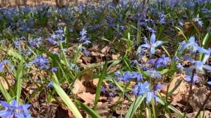 весенний лес релакс 1