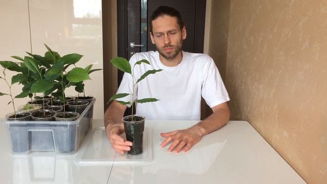 Азимина - ананасово земляничное наслаждение. Купить саженцы Азимины. смотреть онлайн