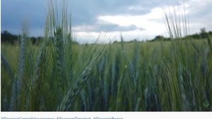 Лазарев С Н