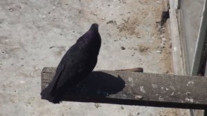 Для начинающих голубеводов. Линейное спаривание голубей.