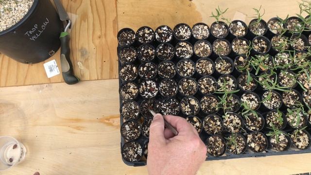 How to Plant Milkweed Seeds смотреть онлайн