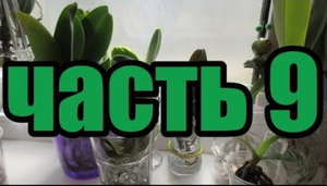 ???Орхидеи в воде спустя 9 месяца. Часть 9 Orchids in water after 9 months..mp4