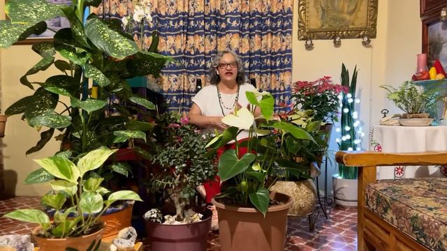 Con un Poco en el Sustrato, los ANTURIOS EXPLOTAN EN FLOR смотреть онлайн