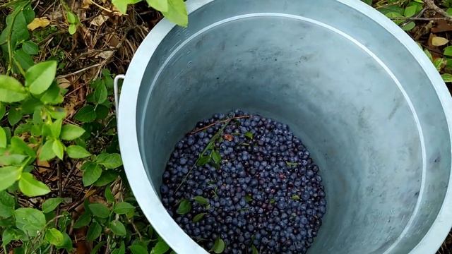 Где и когда собирают чернику. Выезд за ягодами черники в середине июля смотреть онлайн