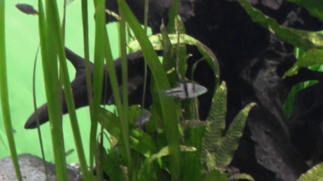 ВДНХ Москвариум 28 08 2015 смотреть онлайн