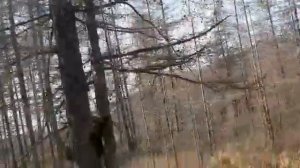 Медведица с медвежатами на дороге
