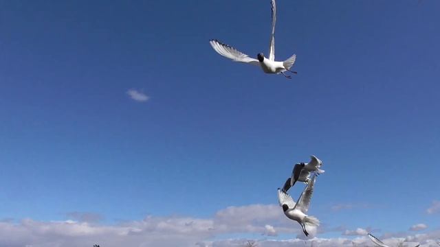 Озерные чайки на сырной вечеринке. Релакс. Орнитотерапия.