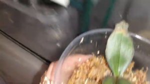 Орхидейном Царстве Мульен Орхидей , Микроклональное размножения Орхидей из Семян